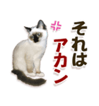もふもふにゃんこ！！（個別スタンプ：7）