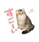 もふもふにゃんこ！！（個別スタンプ：8）