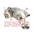 もふもふにゃんこ！！（個別スタンプ：9）