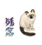 もふもふにゃんこ！！（個別スタンプ：11）