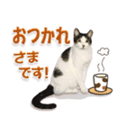 もふもふにゃんこ！！（個別スタンプ：15）