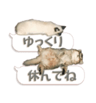 もふもふにゃんこ！！（個別スタンプ：16）