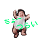 坊ちゃんスタンプ1（個別スタンプ：16）