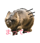 ウォンバットです（個別スタンプ：8）