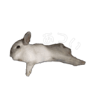 うさぎの優たん（個別スタンプ：1）