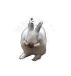 うさぎの優たん（個別スタンプ：2）