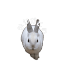 うさぎの優たん（個別スタンプ：3）