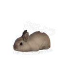 うさぎの優たん（個別スタンプ：7）