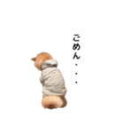 柴犬まめ太（個別スタンプ：1）
