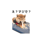 柴犬まめ太（個別スタンプ：2）