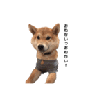 柴犬まめ太（個別スタンプ：4）