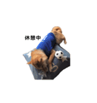 柴犬まめ太（個別スタンプ：5）