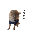 柴犬まめ太（個別スタンプ：6）