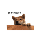 柴犬まめ太（個別スタンプ：7）