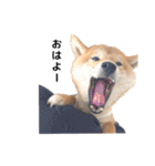 柴犬まめ太（個別スタンプ：8）
