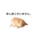 柴犬まめ太（個別スタンプ：9）