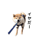 柴犬まめ太（個別スタンプ：10）