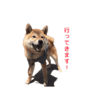 柴犬まめ太（個別スタンプ：11）