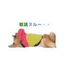 柴犬まめ太（個別スタンプ：12）