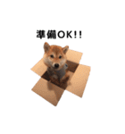 柴犬まめ太（個別スタンプ：13）