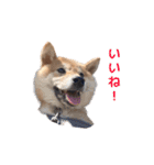 柴犬まめ太（個別スタンプ：15）