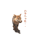柴犬まめ太（個別スタンプ：17）