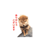 柴犬まめ太（個別スタンプ：18）