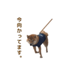 柴犬まめ太（個別スタンプ：19）