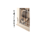 柴犬まめ太（個別スタンプ：20）