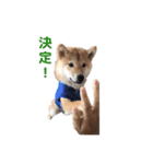 柴犬まめ太（個別スタンプ：21）