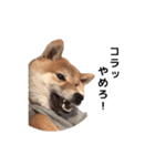 柴犬まめ太（個別スタンプ：22）