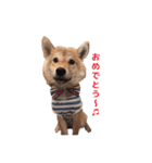 柴犬まめ太（個別スタンプ：23）