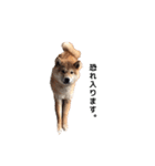 柴犬まめ太（個別スタンプ：24）