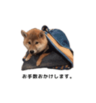 柴犬まめ太（個別スタンプ：25）