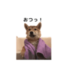 柴犬まめ太（個別スタンプ：27）