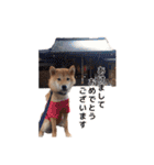 柴犬まめ太（個別スタンプ：29）