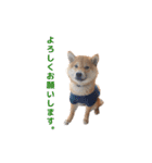 柴犬まめ太（個別スタンプ：31）