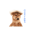 柴犬まめ太（個別スタンプ：32）