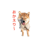 柴犬まめ太（個別スタンプ：33）