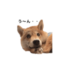 柴犬まめ太（個別スタンプ：34）