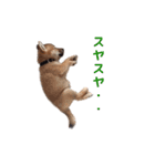柴犬まめ太（個別スタンプ：35）