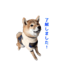 柴犬まめ太（個別スタンプ：36）