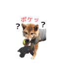 柴犬まめ太（個別スタンプ：37）
