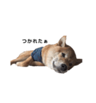 柴犬まめ太（個別スタンプ：38）