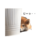 柴犬まめ太（個別スタンプ：39）
