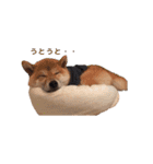 柴犬まめ太（個別スタンプ：40）