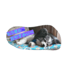 Hit（個別スタンプ：6）