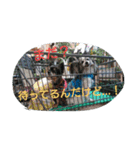 Hit（個別スタンプ：16）