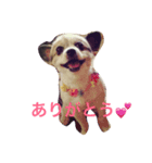 マイロ_2（個別スタンプ：1）