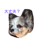 マイロ_2（個別スタンプ：5）
